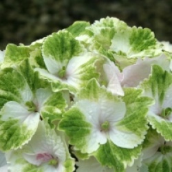 Hydrangea macrophylla Magical Noblesse � 'Hortmano'