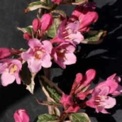 Weigela florida Magical Rainbow� 'Kolmagira' - Weigelia Magical Rainbow