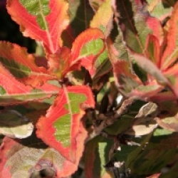 Weigela florida Magical Rainbow� 'Kolmagira'