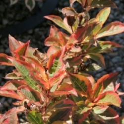 Weigela florida Magical Rainbow� 'Kolmagira'