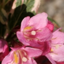 Weigela florida Magical Rainbow� 'Kolmagira'