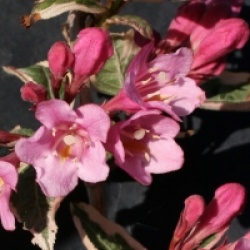 Weigela florida Magical Rainbow� 'Kolmagira'
