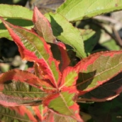 Weigela florida Magical Rainbow� 'Kolmagira'