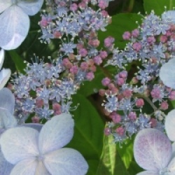 Hydrangea serrata 'Miranda' - Hortensia Miranda