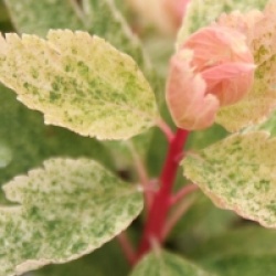 Spiraea x vanhouttei 'Pink Ice' - Spir�e de Van Houtte Pink Ice