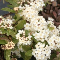 Spiraea x vanhouttei 'Pink Ice'