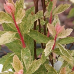 Spiraea x vanhouttei 'Pink Ice'