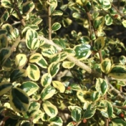 Azara microphylla 'Variegata'