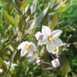 Solanum laxum