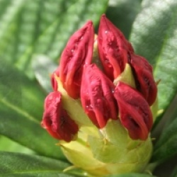 Rhododendron dichroanthum subsp. scyphocalyx