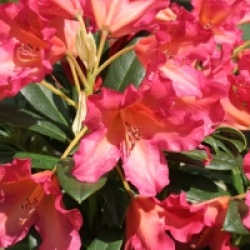 Rhododendron dichroanthum subsp. scyphocalyx