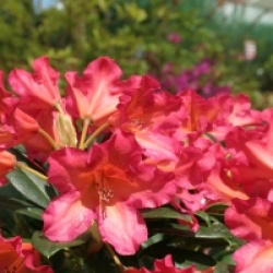 Rhododendron dichroanthum subsp. scyphocalyx - Rhododendron scyphocalyx