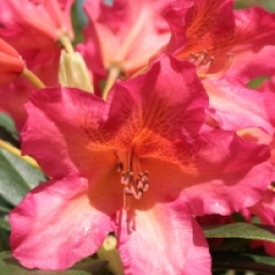 Rhododendron dichroanthum subsp. scyphocalyx