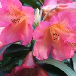 Rhododendron dichroanthum subsp. scyphocalyx