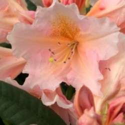 Rhododendron 'Gloria' - Rhododendron Gloria