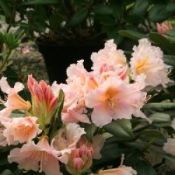 Rhododendron 'Gloria'
