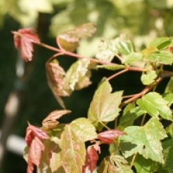 Acer rubrum 'Candy Ice' 