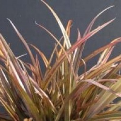 Astelia chathamica 'Bronze Spear' - Astelia Bronze Spear