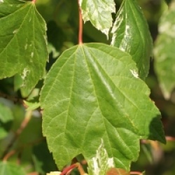 Acer rubrum 'Candy Ice' 