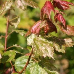 Acer rubrum 'Candy Ice' 