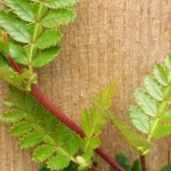 Weinmannia trichosperma