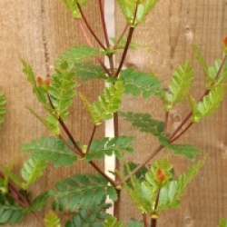 Weinmannia trichosperma