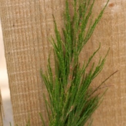 Casuarina cunninghamiana