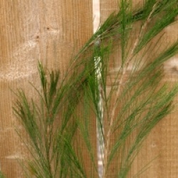 Casuarina cunninghamiana