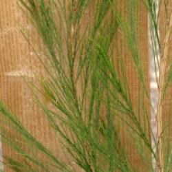 Casuarina cunninghamiana