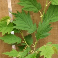 Corylus avellana 'Laciniata' 