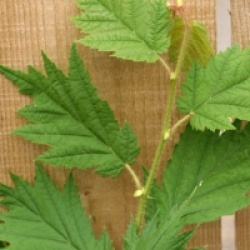 Corylus avellana 'Laciniata' 