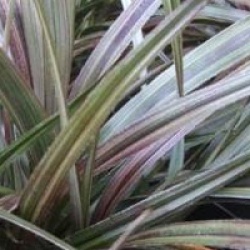 Astelia chathamica 'Bronze Spear'