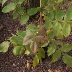 Rhus chinensis - Sumac de Chine