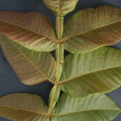 Rhus chinensis