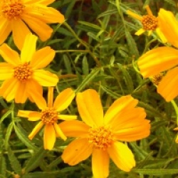 Tagetes lemmonii