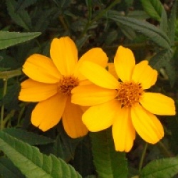 Tagetes lemmonii