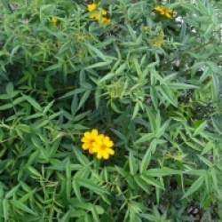 Tagetes lemmonii
