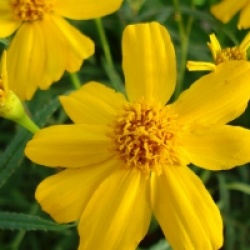 Tagetes lemmonii