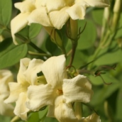 Gelsemium sempervirens - Jasmin de Caroline 