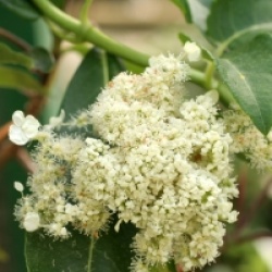 Hortensia integrifolia