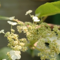 Hydrangea integrifolia