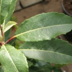 Hydrangea integrifolia