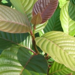 Camptotheca acuminata - Arbre de vie