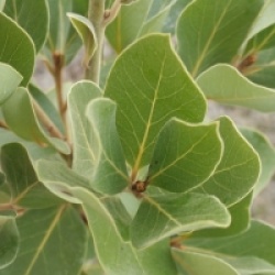 Laurus azorica 