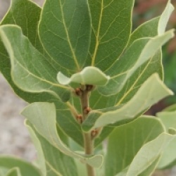 Laurus azorica 