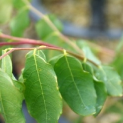 Phyllanthus glaucus 