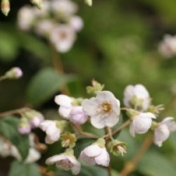 Deutzia compacta 'Lavender Time'