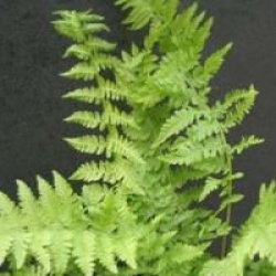 Athyrium filix-femina