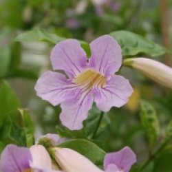 Clytostoma callistegioides