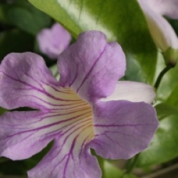 Clytostoma callistegioides - Clytostoma